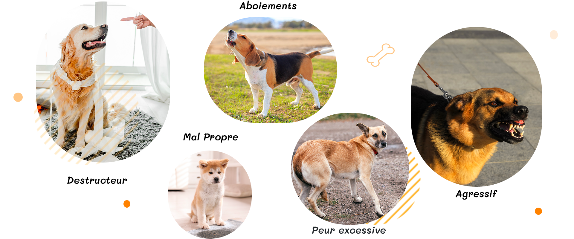Destructeur–Mal-Propre–Agressif–Peurexcessive-Aboiements
