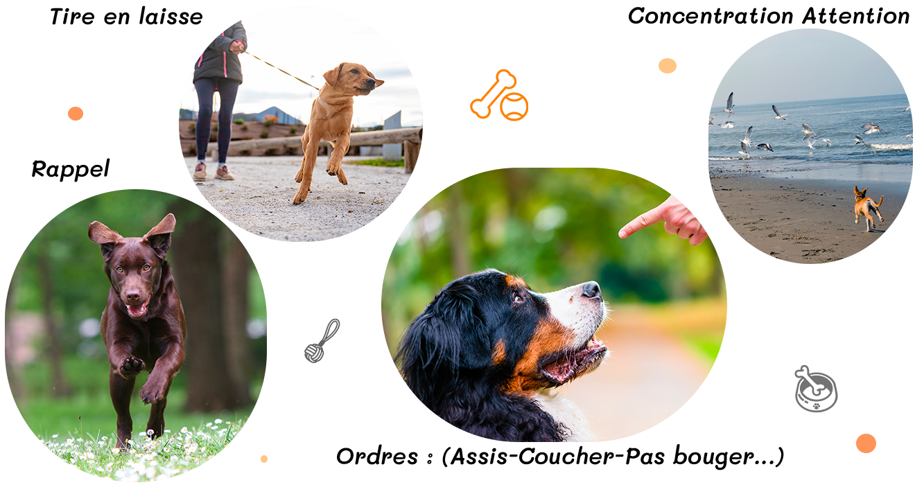 Rappel–Concentration-Attention–Ordres-Assis-Coucher-Pas bouger–Tire-en-laisse