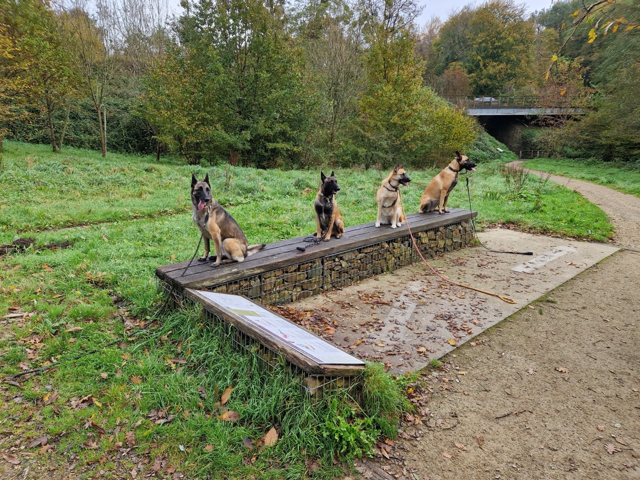 100% Malinois pour cette balade.